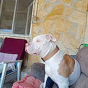 Gonzalez Patricia participe au concours pour gagner de l'argent avec cette photo : blanket, brown_patch, chair, collar, couch, cushion, dog, domestic_animal, foot, furniture, home, indoor, pet, relaxation, resting, side_profile, sock, stone_wall, white_dog, window