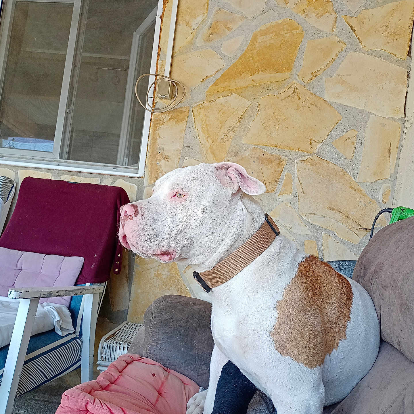 Gonzalez Patricia participe au concours pour gagner de l'argent avec cette photo : blanket, brown_patch, chair, collar, couch, cushion, dog, domestic_animal, foot, furniture, home, indoor, pet, relaxation, resting, side_profile, sock, stone_wall, white_dog, window