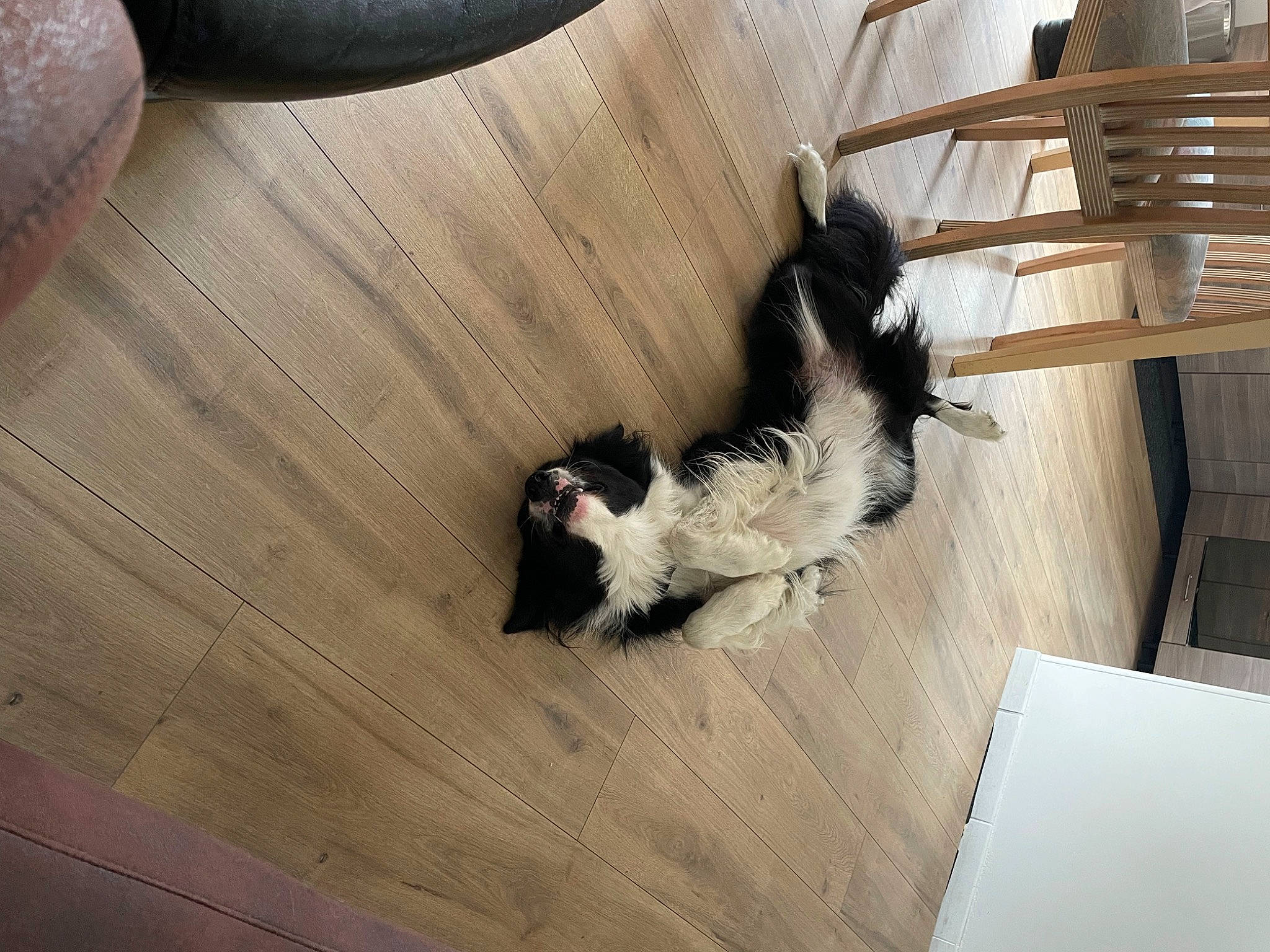 Pancho participe au concours pour gagner de l'argent avec cette photo : canidae, carnivore, comfort, companion_dog, couch, dog, dog_breed, fawn, felidae, flooring, hardwood, mammal, small_to_medium_sized_cats, snout, sporting_group, tail, vertebrate, whiskers, wood, working_animal