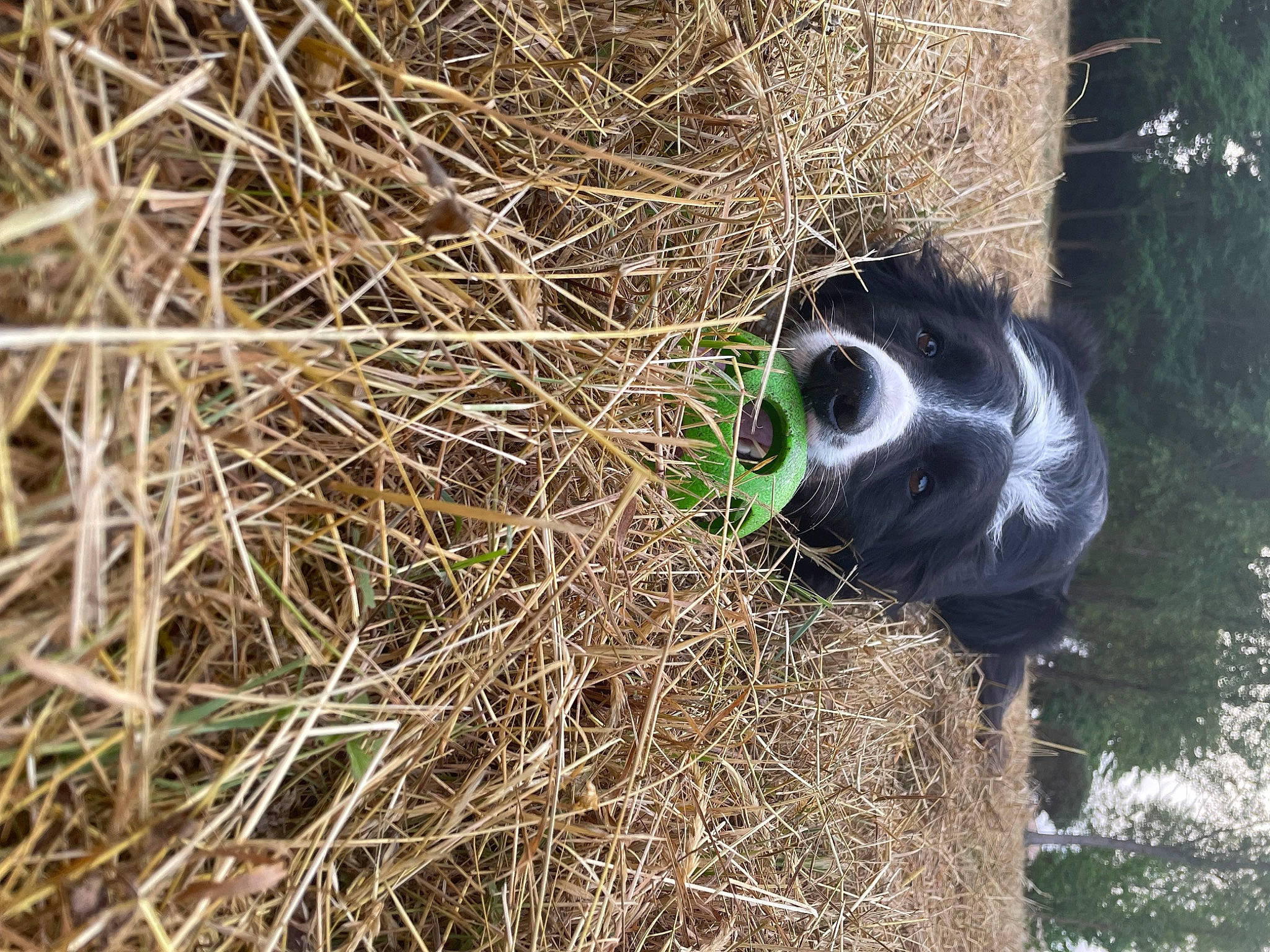 Pancho participe au concours pour gagner de l'argent avec cette photo : automotive_wheel_system, canidae, carnivore, dog_breed, fur, grass, landscape, panda, plant, shrubland, snout, soil, sporting_group, tail, terrestrial_animal, tree, trunk, twig, wildlife, wood
