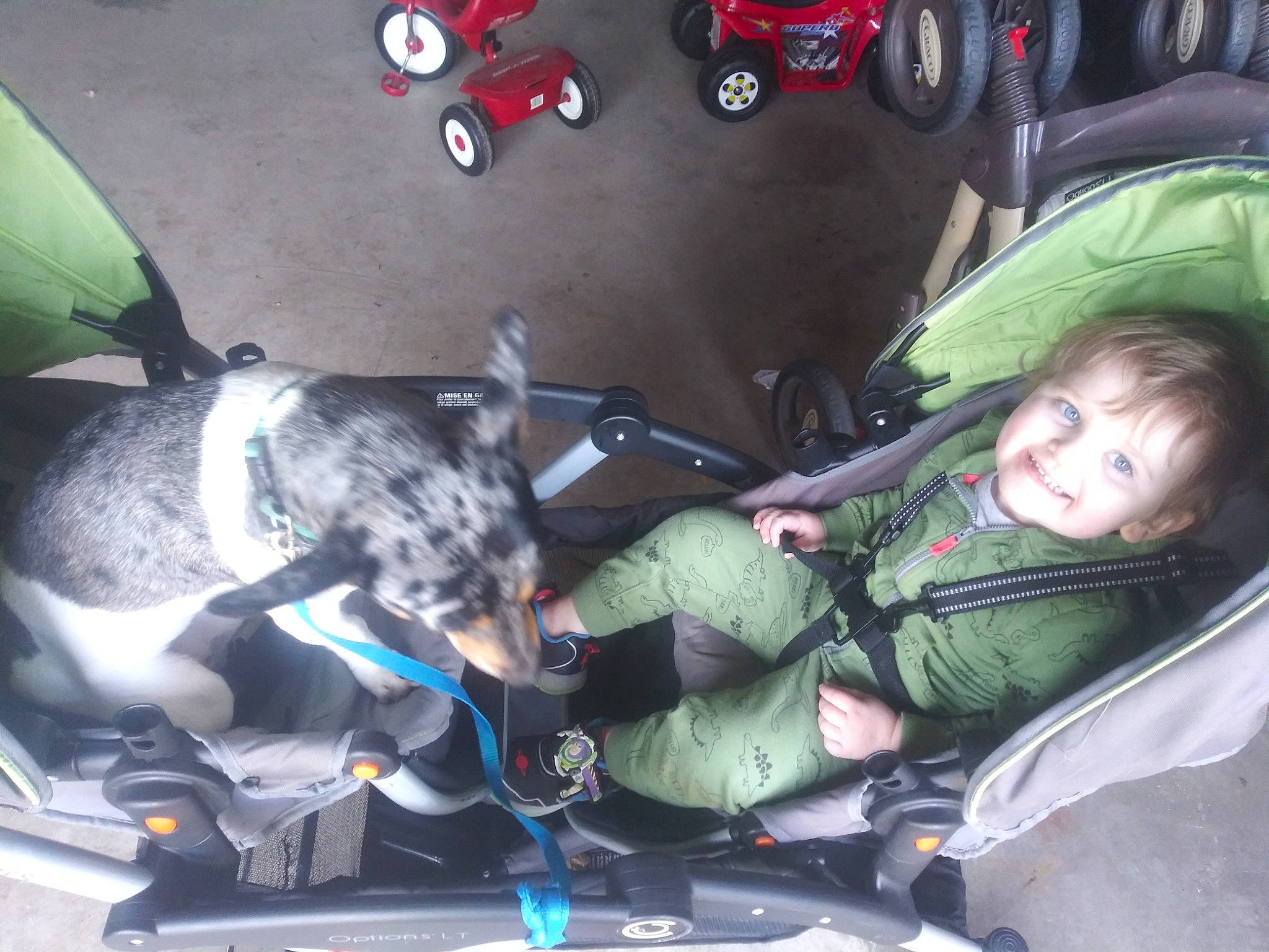 Braydon is registered to the contest to win money with this photo: canidae, car_seat, carnivore, dog, dog_breed, joy, non_sporting_group, person, sporting_group, vehicle