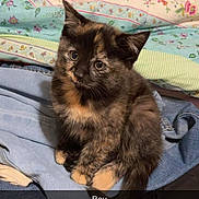 Mazzy Star joined the competition — help win amazing prizes! animal, blanket, cat, clothing, colorful, cozy, curious, cute, domestic_animal, fur, indoor, kitten, pet, quilt, sitting, small, soft, tortoiseshell, whiskers, young