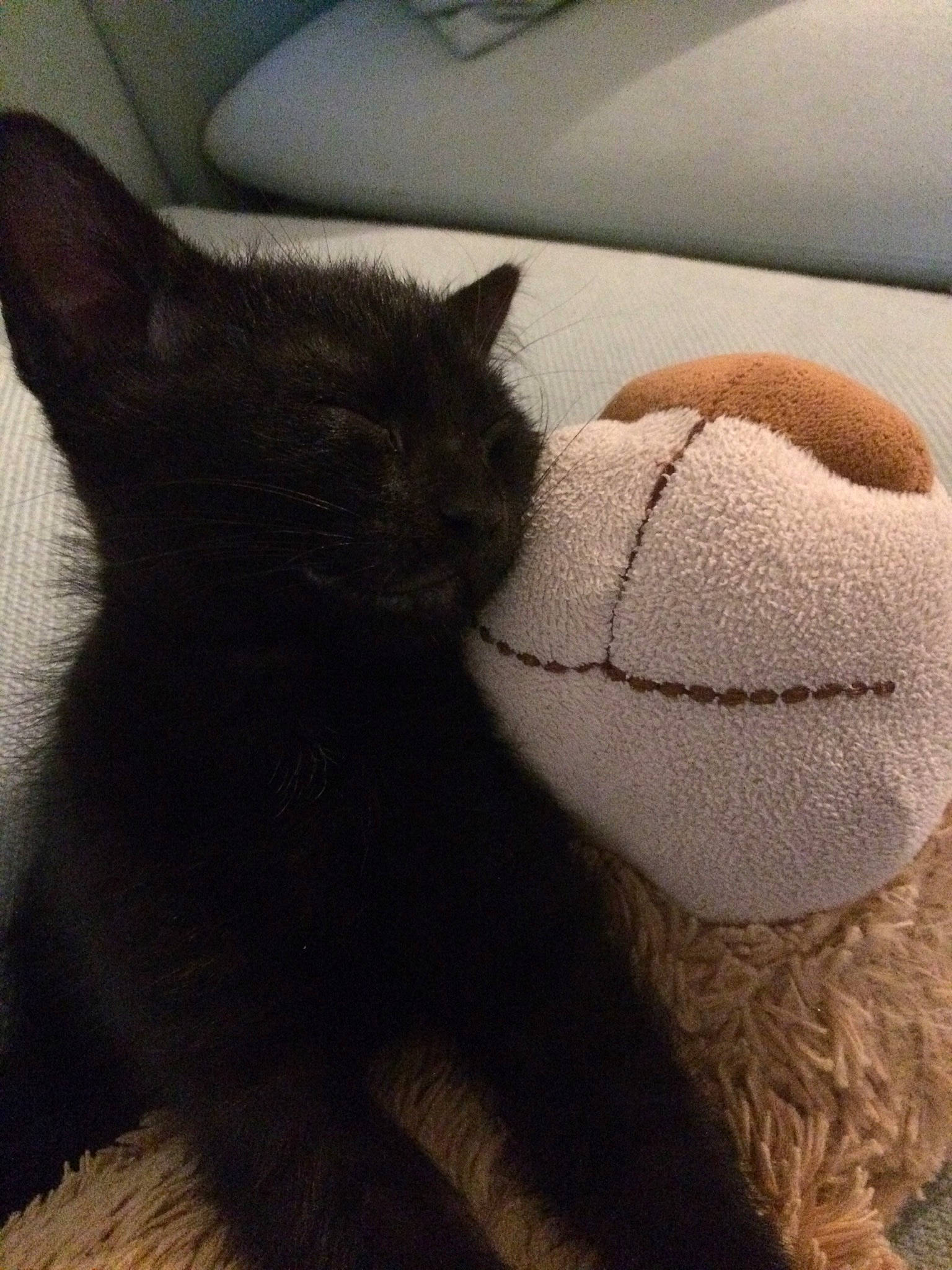 Basile a rejoint le concours — aidez-le/la à gagner de superbes lots ! asian, black_cat, british_shorthair, carnivore, cat, cat_supply, domestic_short_haired_cat, fawn, felidae, fur, kitten, nose, russian_blue, small_to_medium_sized_cats, snout, tail, whiskers