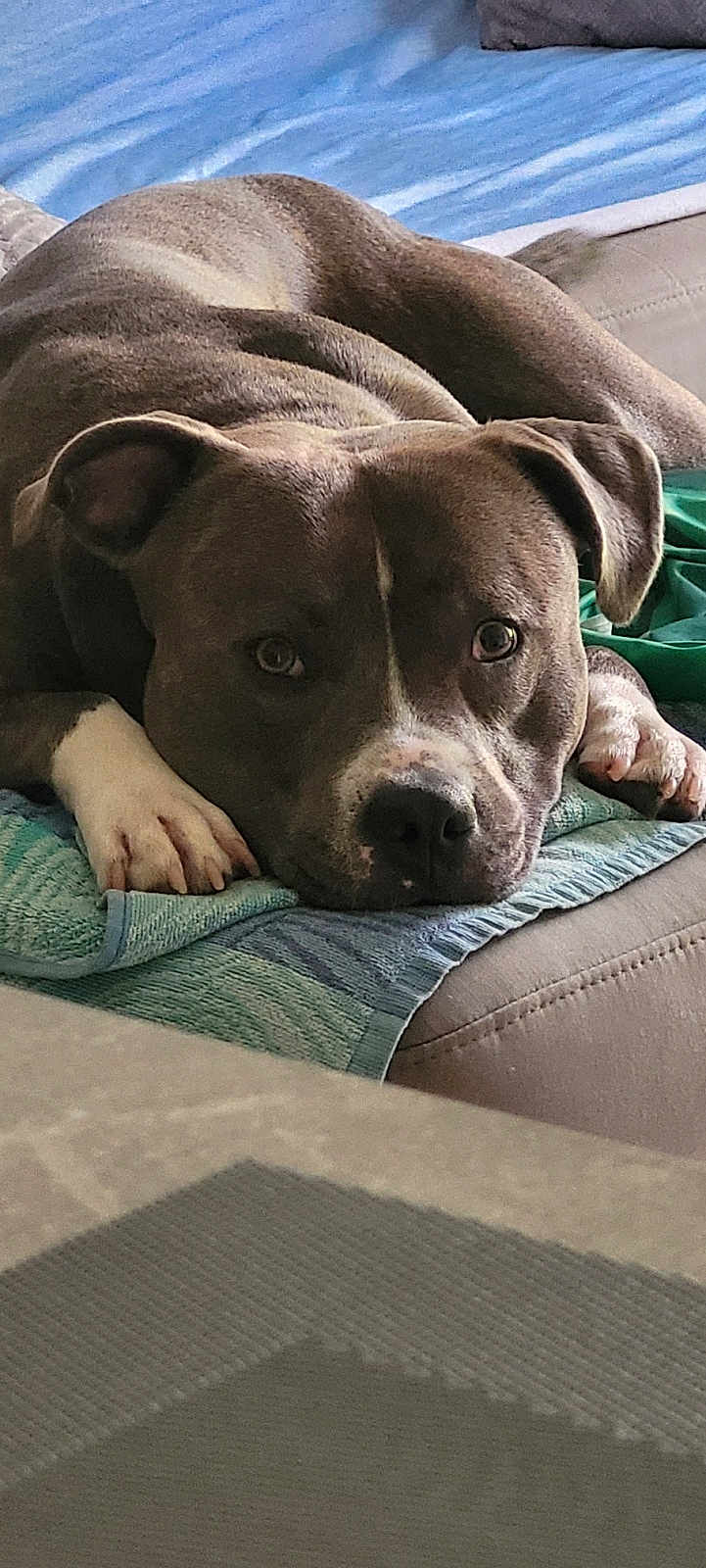 Arko participe au concours pour gagner de l'argent avec cette photo : dog, pet, resting, couch, blanket, towel, indoors, brown_dog, white_paws, canine, relaxed, close_up, fur, ears, eyes, snout, home, comfort, animal, laying_down