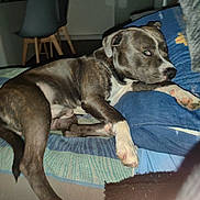 Arko a rejoint le concours — aidez-le/la à gagner de superbes lots ! dog, lounge, couch, indoor, furniture, pet, animal, curious, looking, brown, white_paws, relaxed, sideways_glance, canine, domestic, living_room, chair, table, blanket, flash