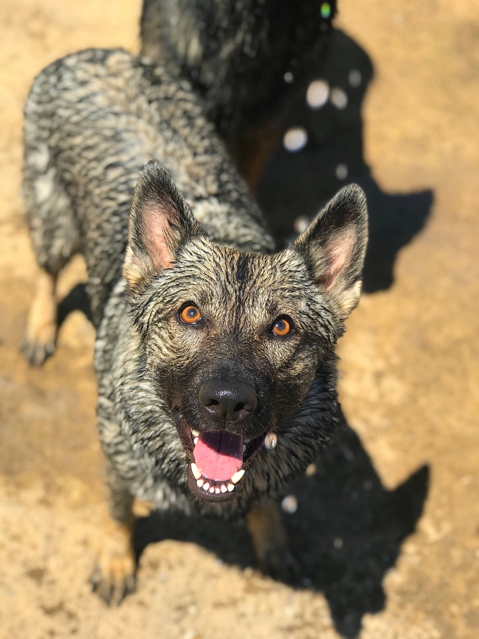 Maisie joined the competition — help win amazing prizes! australian_stumpy_tail_cattle_dog, canidae, carnivore, dog, dog_breed, dutch_shepherd_dog, kai_ken, mammal, mudi, rare_breed_dog, snout, vertebrate