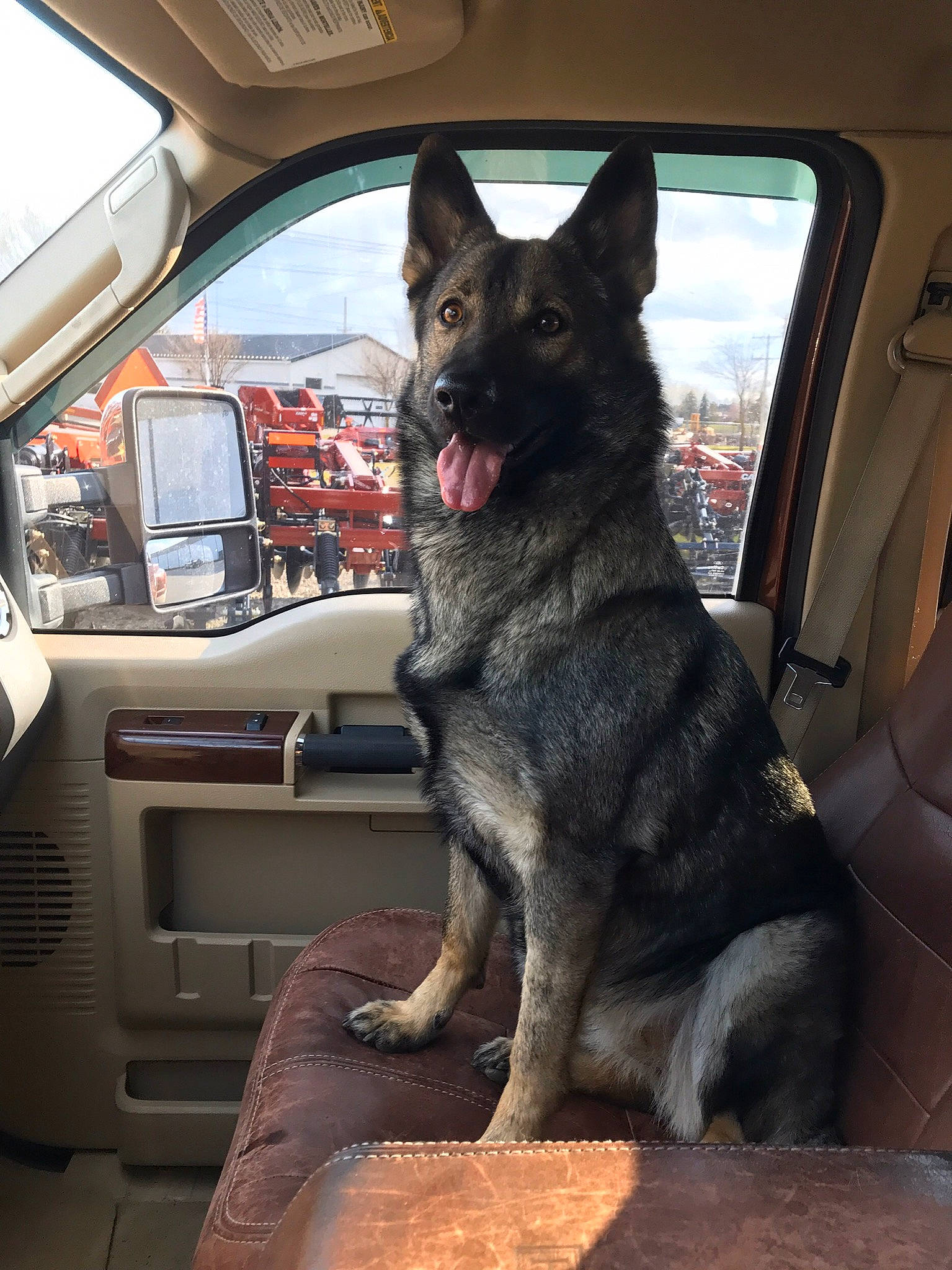 Maisie joined the competition — help win amazing prizes! canidae, car, car_seat, carnivore, dog, dog_breed, east_european_shepherd, german_shepherd_dog, king_shepherd, mammal, norwegian_elkhound, old_german_shepherd_dog, shiloh_shepherd_dog, snout, vertebrate