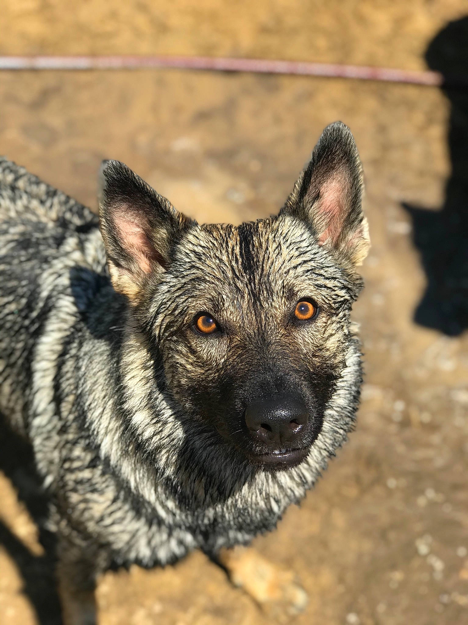 Maisie is registered to the contest to win money with this photo: australian_stumpy_tail_cattle_dog, black_norwegian_elkhound, canidae, canis, carnivore, dog, dog_breed, kai_ken, kunming_wolfdog, mammal, norwegian_elkhound, rare_breed_dog, snout, swedish_vallhund, vertebrate, working_dog