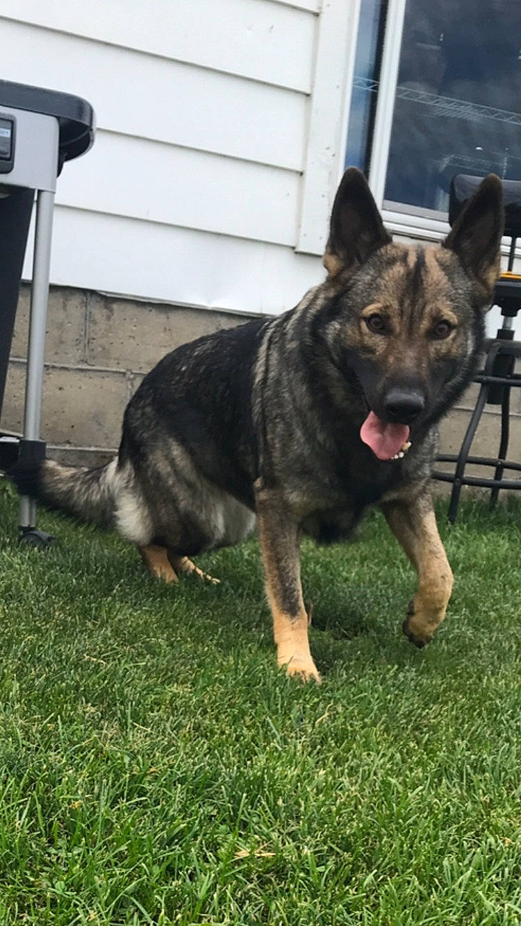 Maisie is registered to the contest to win money with this photo: canidae, carnivore, dog, dog_breed, east_european_shepherd, german_shepherd_dog, grass, king_shepherd, mammal, rare_breed_dog, snout, sporting_group, swedish_vallhund, tail, vertebrate, working_dog