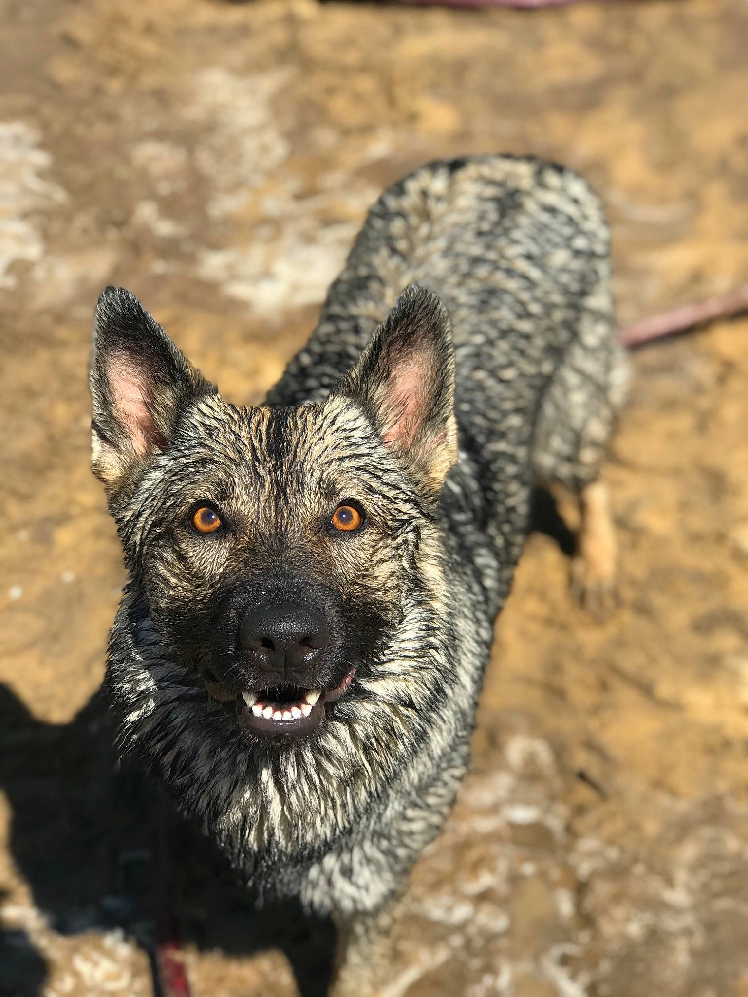 Maisie joined the competition — help win amazing prizes! australian_stumpy_tail_cattle_dog, canidae, canis, carnivore, dog, dog_breed, kai_ken, kunming_wolfdog, mammal, mudi, norwegian_elkhound, rare_breed_dog, vertebrate, wildlife