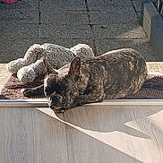 Bianca participe au concours pour gagner de l'argent avec cette photo : dog, french_bulldog, brindle, white_dog, lying_down, sleeping, relaxed, outdoor, sunlight, doorstep, porch, pavement, parked_car, vehicle, shadow, sunbeam, mat, pet, companion, vertical_photo