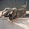 dog, french_bulldog, brindle, white_dog, lying_down, sleeping, relaxed, outdoor, sunlight, doorstep, porch, pavement, parked_car, vehicle, shadow, sunbeam, mat, pet, companion, vertical_photo