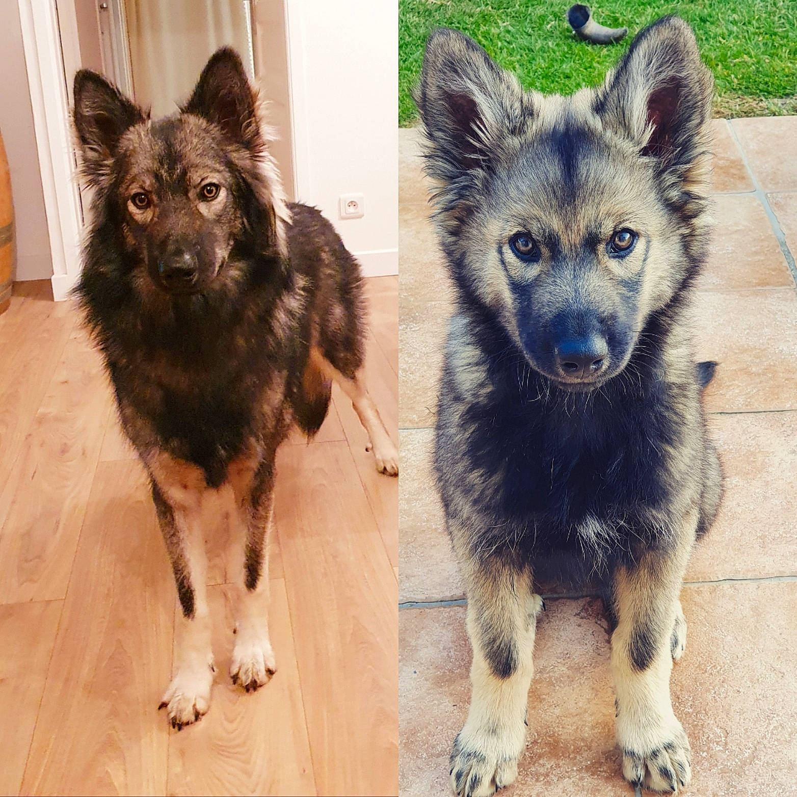 Hanoï participe au concours pour gagner de l'argent avec cette photo : ancient_dog_breeds, canidae, canis, carnivore, companion_dog, dog, dog_breed, fur, guard_dog, herding_dog, king_shepherd, old_german_shepherd_dog, snout, sporting_group, tail, terrestrial_animal, wildlife, working_animal, working_dog