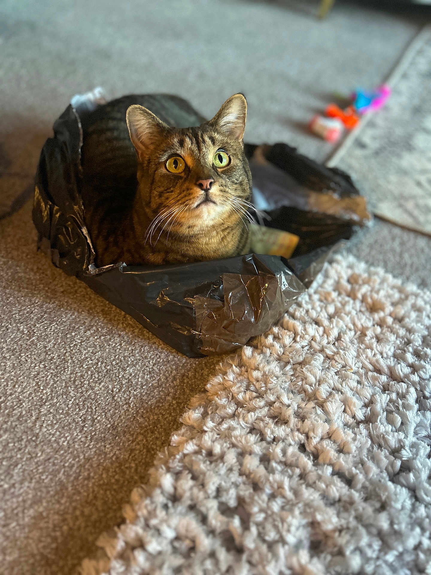 Lex joined the competition — help win amazing prizes! cat, tabby, plastic_bag, heterochromia, carpet, indoor, pet, curious, whiskers, ears, feline, floor, cozy, looking_up, domestic_animal, striped, closeup, animal_face, home, soft_texture