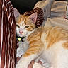 cat, kitten, orange_and_white, feline, pet, animal, portrait, lying_down, relaxed, sleepy, green_eyes, whiskers, pink_nose, collar, bell, human_arm, bed, blanket, striped_pillow, indoor