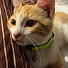 cat, orange_cat, white_cat, pet, feline, animal, whiskers, ears, eyes, collar, bell, striped_blanket, bed, indoor, portrait, close_up, cozy, curious, wide_eyed, fur