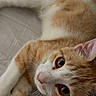 cat, orange_cat, white_cat, feline, pet, animal, lying_down, bed, bedroom, indoor, close_up, portrait, fluffy, fur, whiskers, green_eyes, yellow_eyes, pink_nose, relaxed, cozy