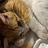 cats, orange_cat, white_cat, two_cats, pets, felines, cuddling, sleeping, lying_down, cozy, fur, whiskers, paws, indoor, blanket, bedding, closeup, portrait, warm_lighting, cute