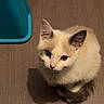 Babouche participe au concours pour gagner de l'argent avec cette photo : kitten, cat, animal, pet, cream_fur, blue_eyes, large_eyes, sitting, curled_tail, wooden_floor, indoor, cute, fluffy, short_hair, ears, whiskers, portrait, adorable, turquoise_bin, shadow