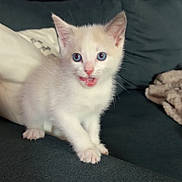 Babouche participe au concours pour gagner de l'argent avec cette photo : kitten, cat, white_fur, blue_eyes, open_mouth, ears, whiskers, paws, sitting, couch, sofa, blanket, indoor, home, portrait, pet, cute, fluffy, front_view, animal