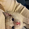 kitten, cat, cream_fur, blue_eyes, pink_nose, pink_ears, whiskers, close_up, portrait, cozy, sweater, knit_fabric, denim, indoor, pet, cute, looking_at_camera, upside_down, soft_lighting, animal