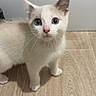 kitten, cat, white_cat, blue_eyes, pink_nose, whiskers, standing, indoor, floor, wood_floor, appliance, portrait, closeup, cute, curious, fluffy, feline, ears, pet, animal