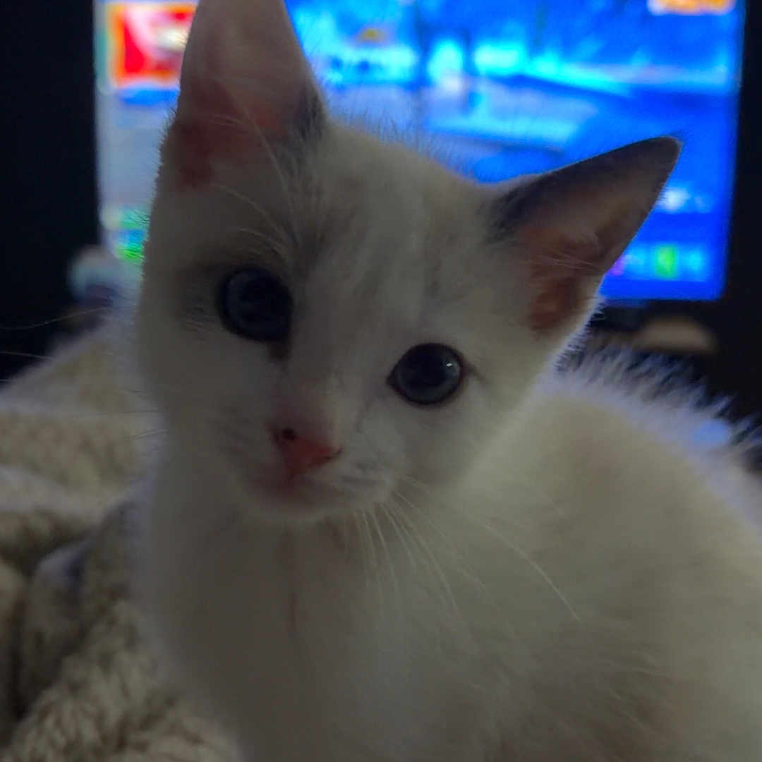 Babouche participe au concours pour gagner de l'argent avec cette photo : cat, kitten, white_cat, pet, animal, sitting, indoors, television, bed, blanket, close_up, portrait, blue_light, large_eyes, pointed_ears, whiskers, pink_nose, fur, cozy, curious