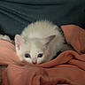 Babouche a rejoint le concours — aidez-le/la à gagner de superbes lots ! kitten, cat, white_cat, animal, pet, fluffy, furry, blue_eyes, face, eyes, ears, blanket, cozy, indoors, portrait, close_up, cute, cuddly, sleeping_area, soft_fabric