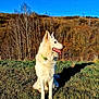 dog, white_dog, collar, grass, outdoor, nature, trees, blue_sky, sunlight, shadow, sitting, tongue_out, pet, animal, canine, fur, daylight, bare_trees, landscape, hill