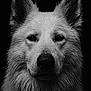dog, wet_fur, close_up, black_and_white, portrait, ears, water_droplets, animal, canine, intense_gaze, fur_texture, studio_lighting, dark_background, majestic, headshot, muzzle, whiskers, pet, animal_portrait, monochrome