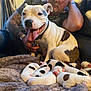 Willow is registered to the contest to win money with this photo: dog, puppies, sleeping, blanket, couch, man, tattoo, smile, tongue_out, pet, animal, indoor, resting, family, cute, white, black_spots, collar, happy, relaxed