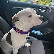 Willow is registered to the contest to win money with this photo: dog, white_dog, brown_patch, purple_collar, car_interior, car_seat, mask, window, rainy_weather, calm, pet, animal, sitting, side_view, leash_ring, seat_fabric, door_handle, outdoor_view, vehicle, companion