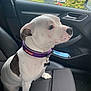 dog, white_dog, brown_patch, purple_collar, car_interior, car_seat, mask, window, rainy_weather, calm, pet, animal, sitting, side_view, leash_ring, seat_fabric, door_handle, outdoor_view, vehicle, companion