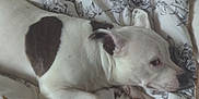 Willow is registered to the contest to win money with this photo: dog, white_dog, black_patch, bed, blanket, floral_pattern, pet, animal, resting, indoors, cozy, soft, cute, laying_down, fur, ears, paw, sleepy, comfort, domestic