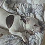 dog, white_dog, black_patch, bed, blanket, floral_pattern, pet, animal, resting, indoors, cozy, soft, cute, laying_down, fur, ears, paw, sleepy, comfort, domestic