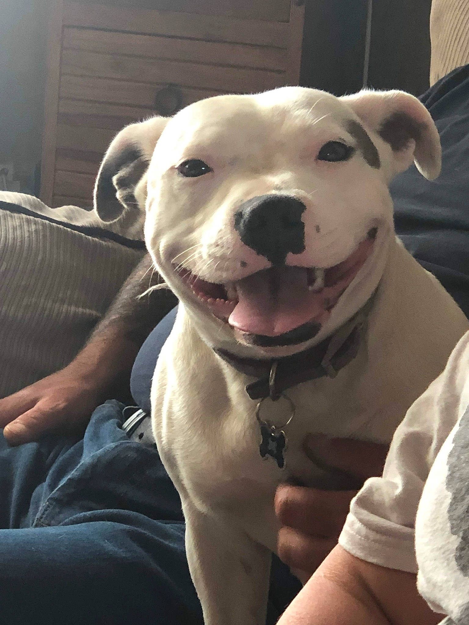 Willow is registered to the contest to win money with this photo: american_bulldog, american_pit_bull_terrier, bully_kutta, canidae, carnivore, cordoba_fighting_dog, dog, dog_breed, dogo_argentino, dogo_guatemalteco, fawn, mammal, non_sporting_group, nose, pit_bull, rare_breed_dog, snout, staffordshire_bull_terrier, valley_bulldog, vertebrate
