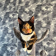Pixie joined the competition — help win amazing prizes! cat, calico, pet, animal, feline, cat_tree, toy, indoor, playful, perched, curious, whiskers, ears, paws, fur, orange, black, white, background, closeup