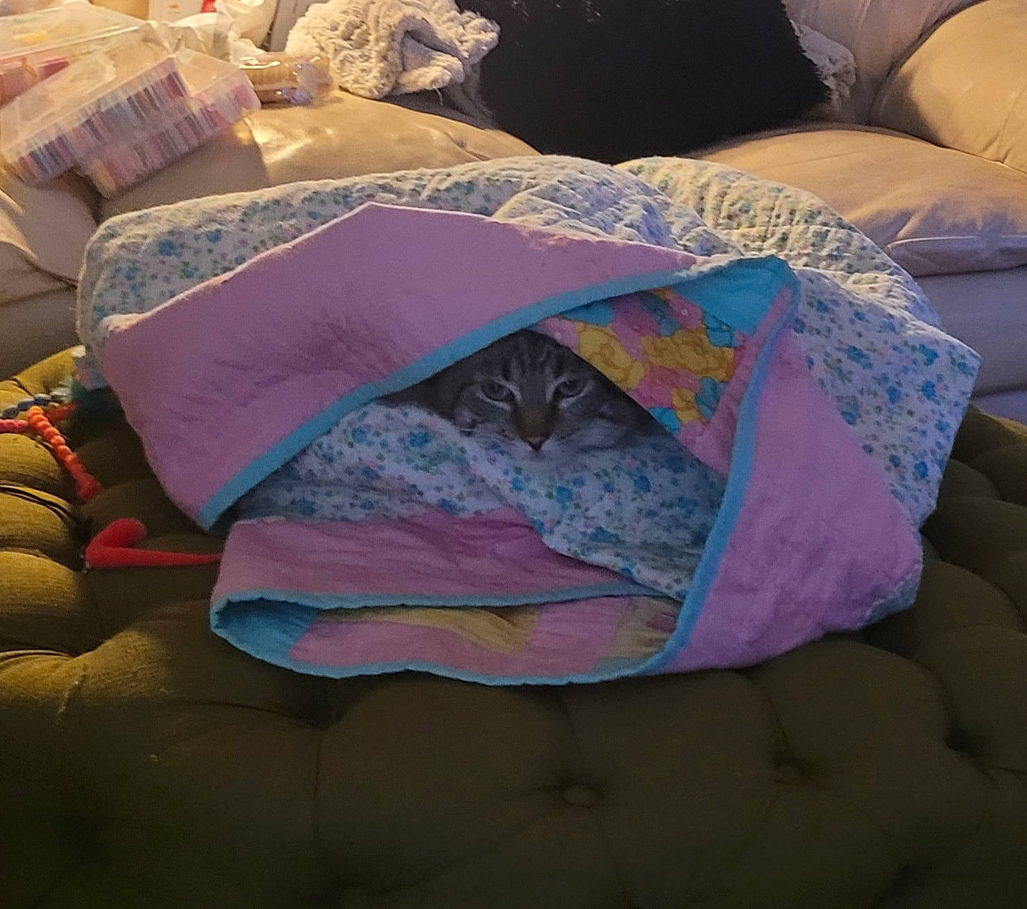 Felicia joined the competition — help win amazing prizes! bed_sheet, bedding, bedroom, cat, comfort, cushion, duvet_cover, electric_blue, linens, magenta, nap, pattern, pillow, purple, rectangle, room, textile, throw_pillow, tints_and_shades, wood