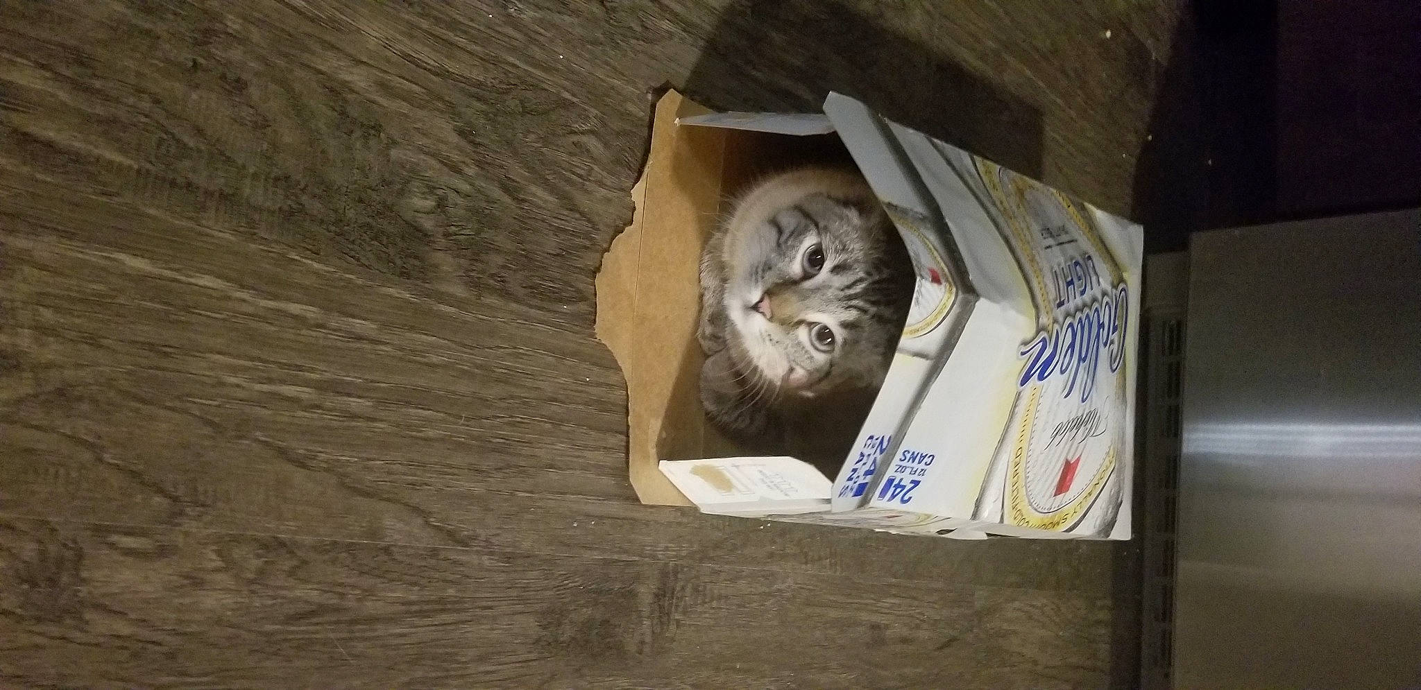 Felicia joined the competition — help win amazing prizes! beak, bird, bird_of_prey, birdhouse, box, domestic_short_haired_cat, fawn, feather, felidae, hardwood, house, owl, plywood, shelf, shipping_box, small_to_medium_sized_cats, visual_arts, whiskers, wildlife, wood