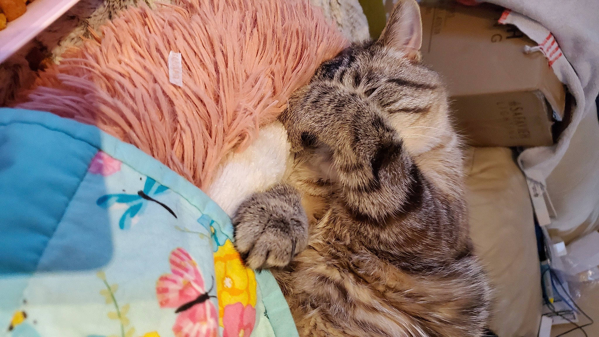 Felicia is registered to the contest to win money with this photo: carnivore, cat, claw, comfort, domestic_short_haired_cat, fawn, felidae, fur, mammal, nap, paw, small_to_medium_sized_cats, snout, tail, terrestrial_animal, textile, vertebrate, whiskers, wildlife, wool