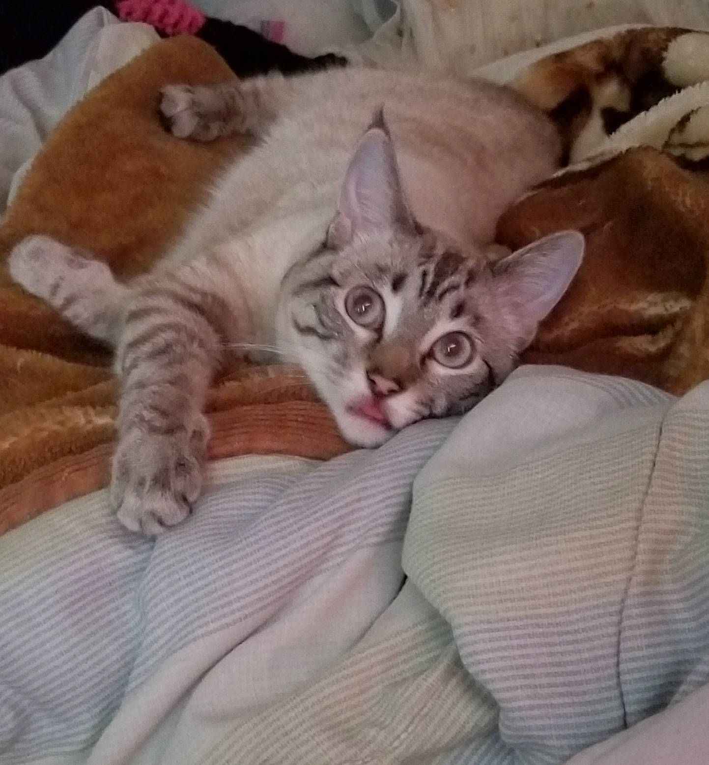 Felicia is registered to the contest to win money with this photo: bed, bedding, carnivore, cat, cat_bed, cat_supply, claw, comfort, couch, domestic_short_haired_cat, fawn, felidae, fur, linens, paw, small_to_medium_sized_cats, snout, tail, whiskers, wood