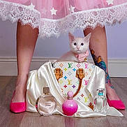 Pudge joined the competition — help win amazing prizes! accessory, bow_collar, cat, cute, fashion, flooring, fragrance, handbag, indoor, kitten, louis_vuitton, perfume_bottle, person_legs, pink_shoes, pink_skirt, silk_cloth, star_pattern, tattoo, white_cat, wooden_floor