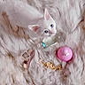 Pudge joined the competition — help win amazing prizes! animal, blue_eyes, close_up, curious, cute, domestic_animal, fluffy, fur_blanket, indoor, kitten, pearls, perfume_bottle, pet, pink_bottle, playful, resting, small, soft_texture, still_life, white_cat