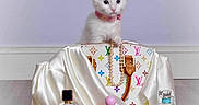 Pudge is registered to the contest to win money with this photo: accessories, cute, decor, designer_handbag, elegant, fashion, floor, indoor, kitten, luxury, perfume_bottle, pet, pink, pink_collar, playful, silk_fabric, small_animal, still_life, white, white_cat