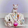 accessories, cute, decor, designer_handbag, elegant, fashion, floor, indoor, kitten, luxury, perfume_bottle, pet, pink, pink_collar, playful, silk_fabric, small_animal, still_life, white, white_cat