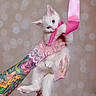 Pudge joined the competition — help win amazing prizes! adorable, animal, blue_eyes, bokeh, close_up, cute, domestic_cat, feline, hands, indoor, kitten, lace_gloves, nail_polish, pet, pink_ribbon, playful, soft_background, tattooed_arm, white_cat, young_cat