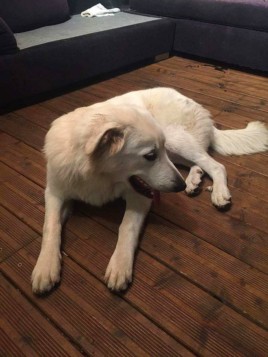 Bouli a rejoint le concours — aidez-le/la à gagner de superbes lots ! canidae, carnivore, comfort, companion_dog, couch, dog, dog_breed, fawn, floor, flooring, fur, hardwood, paw, plank, snout, sporting_group, tail, wood, wood_flooring, working_animal