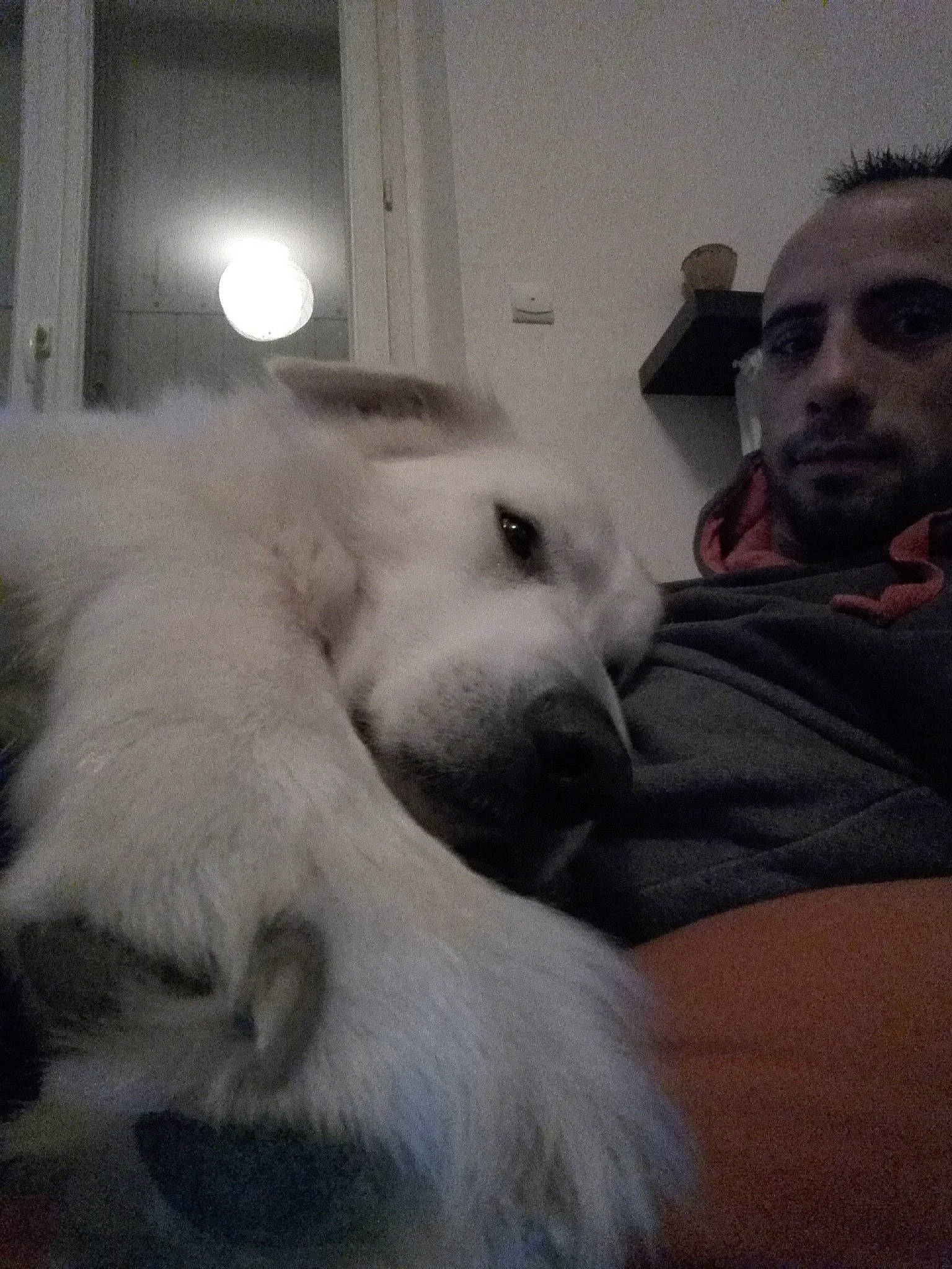 Bouli a rejoint le concours — aidez-le/la à gagner de superbes lots ! beard, canidae, carnivore, cloud, comfort, companion_dog, dog, dog_breed, fawn, fur, german_spitz_mittel, gesture, japanese_spitz, jaw, samoyed, snout, spitz, sporting_group, whiskers, working_animal