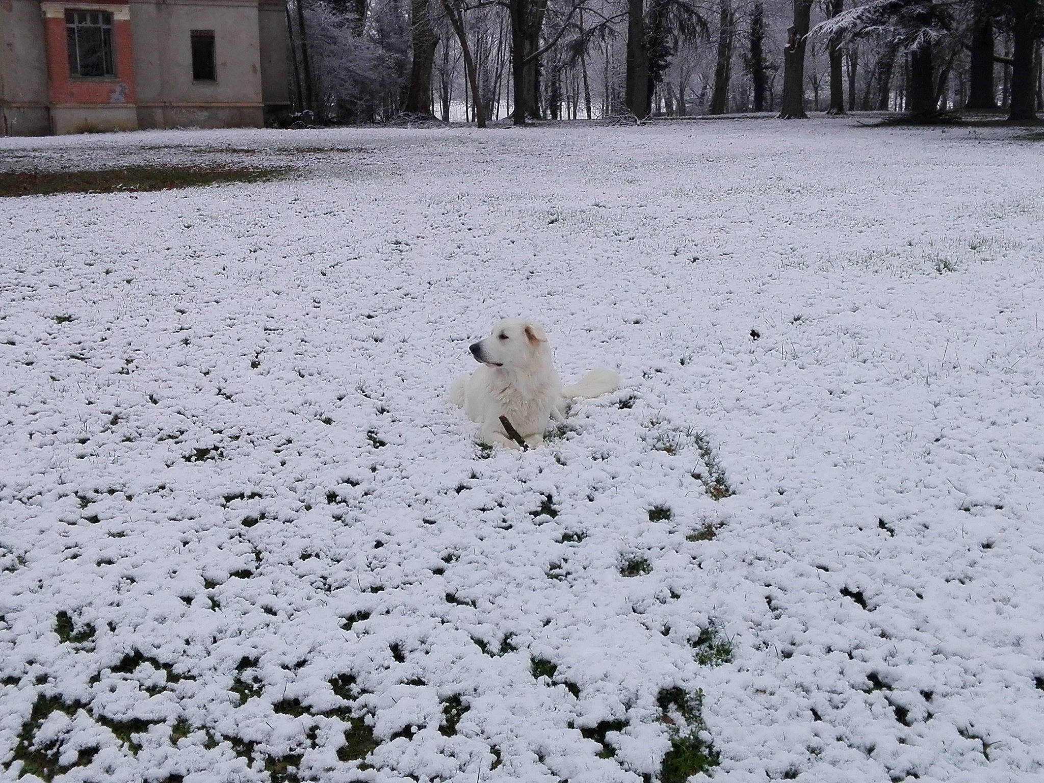 Bouli a rejoint le concours — aidez-le/la à gagner de superbes lots ! branch, building, event, freezing, frost, grass, landscape, monochrome, monochrome_photography, natural_landscape, nature, precipitation, snow, soil, tree, trunk, twig, window, winter, wood