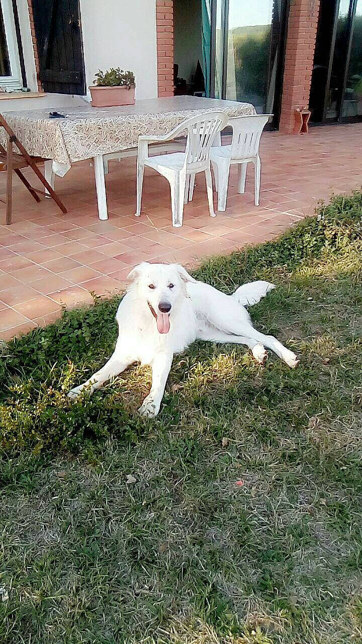 Bouli participe au concours pour gagner de l'argent avec cette photo : canidae, carnivore, chair, companion_dog, dog, dog_breed, furniture, grass, kuvasz, livestock_guardian_dog, outdoor_furniture, outdoor_table, plant, polish_tatra_sheepdog, porch, sporting_group, table, tail, working_animal, working_dog